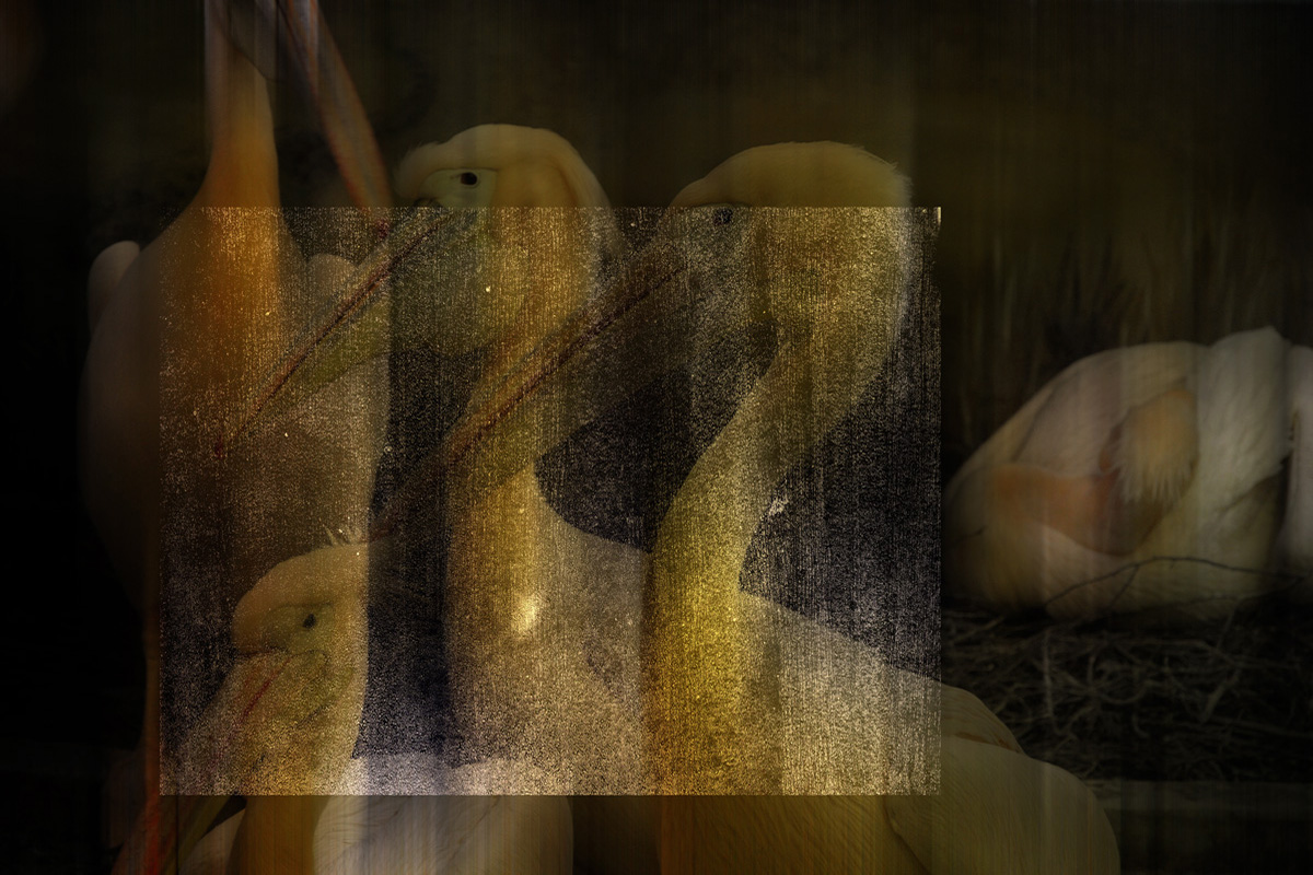 Pelecanus Onocrotalus-2