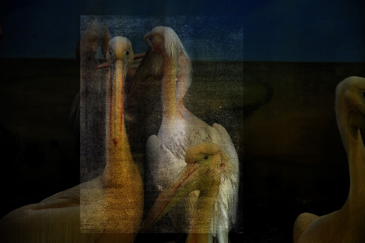 Pelecanus Onocrotalus-3