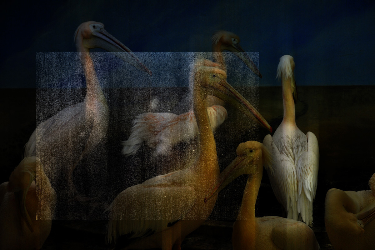 Pelecanus Onocrotalus-4