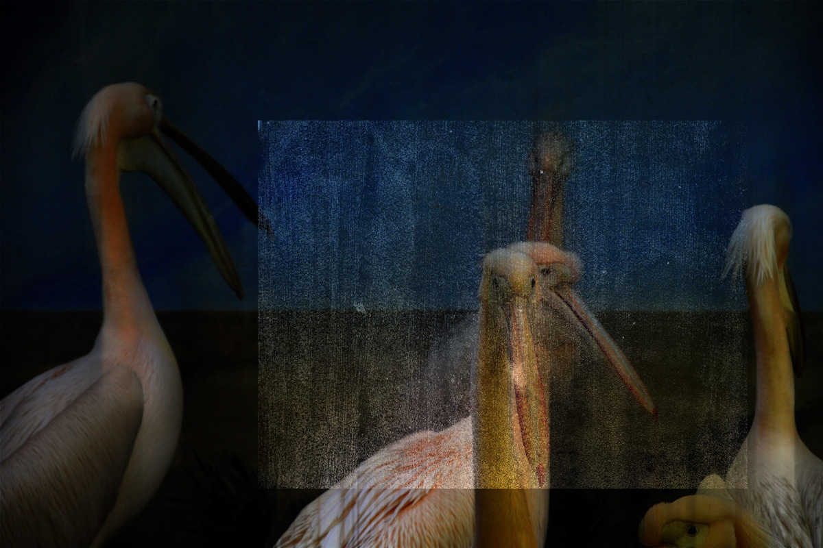 Pelecanus Onocrotalus-5