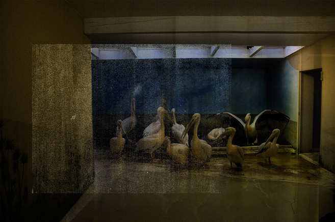 Pelecanus Onocrotalus